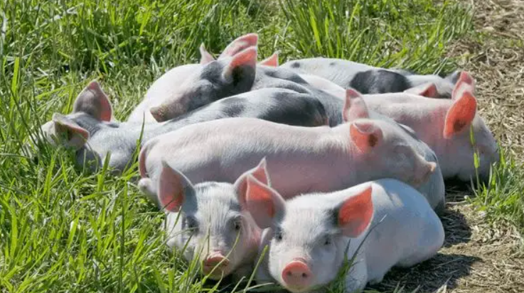 山茶籽提取物可以提高豬的免疫力嗎？