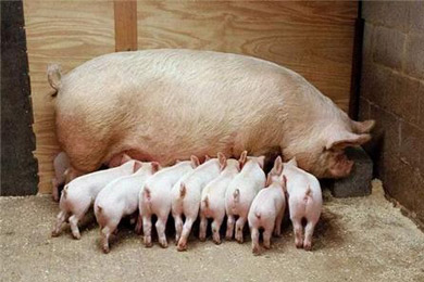 苷益芬C-320H（母豬）對哺乳母豬生產性能影響